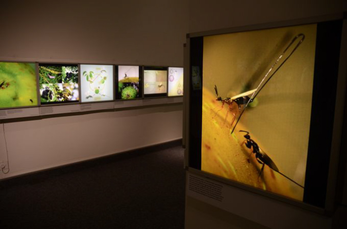 Wasp_exhibition__DSC3438
